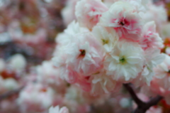 八重桜