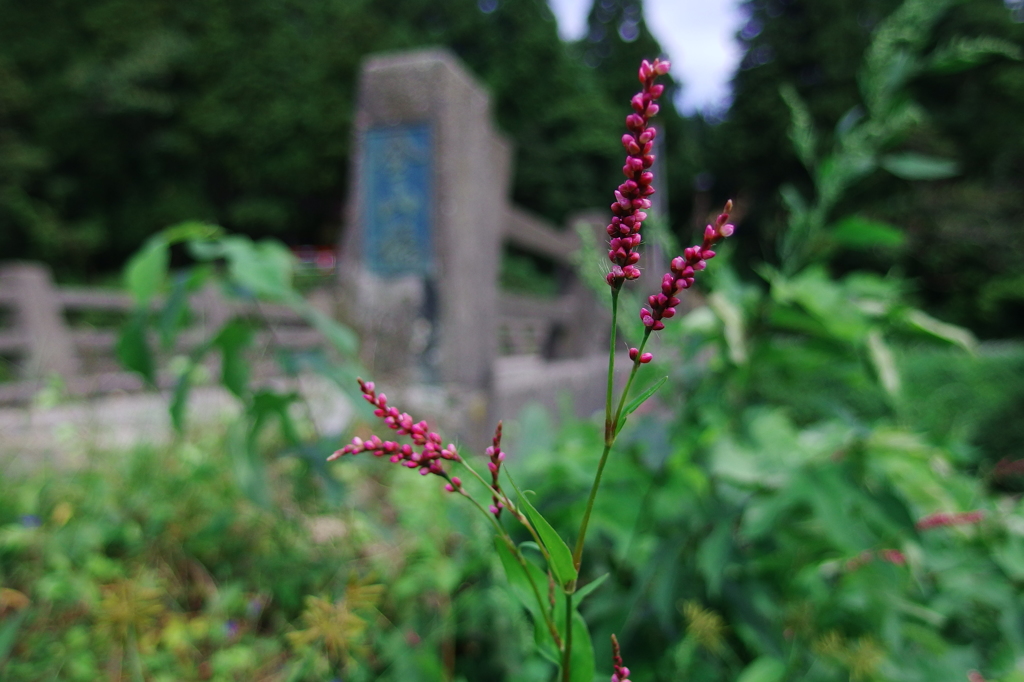 スローシャッター②