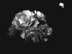 花 モノクロ