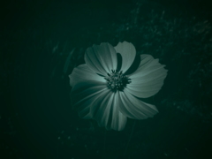 モノクロ➡︎トイカメラ風