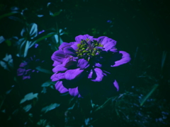 トイカメラ風①