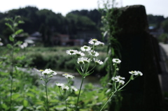 スローシャッター①