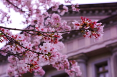 明治村 桜