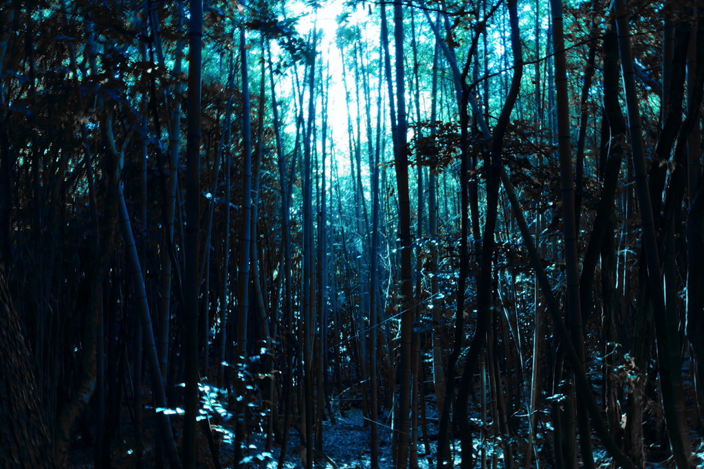 竹林 ①