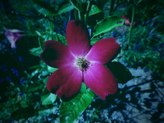 トイカメラ風④