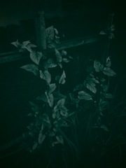 トイカメラ風②