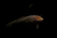鯉 ③