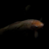 鯉 ③