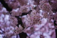 散策 桜