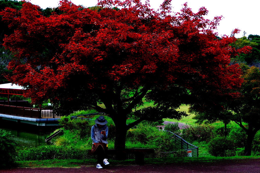 紅葉