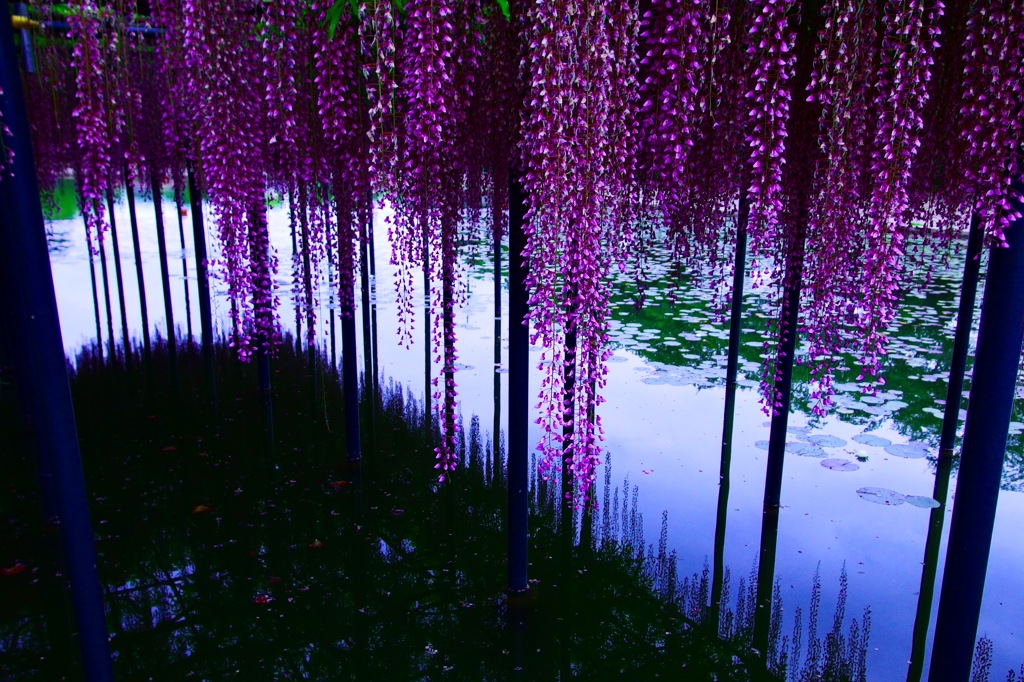 天王川公園藤祭り②