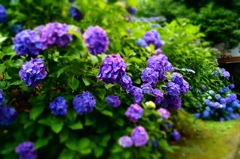 紫陽花