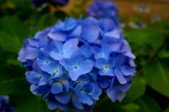 紫陽花