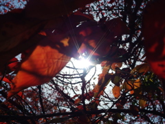sunlight