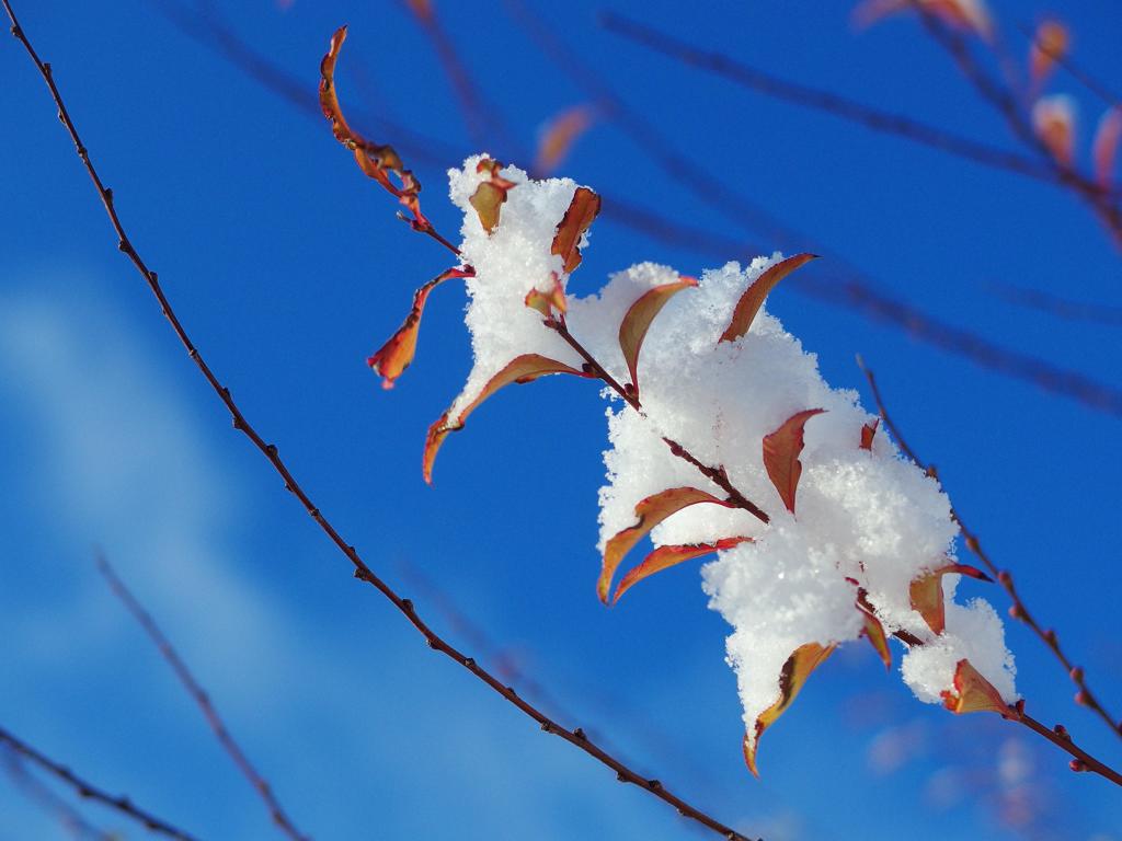 snow