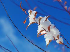 snow