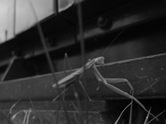 mantis