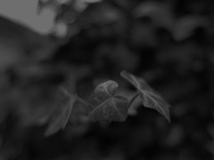 leaf