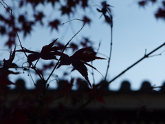  a   Japanese  maple