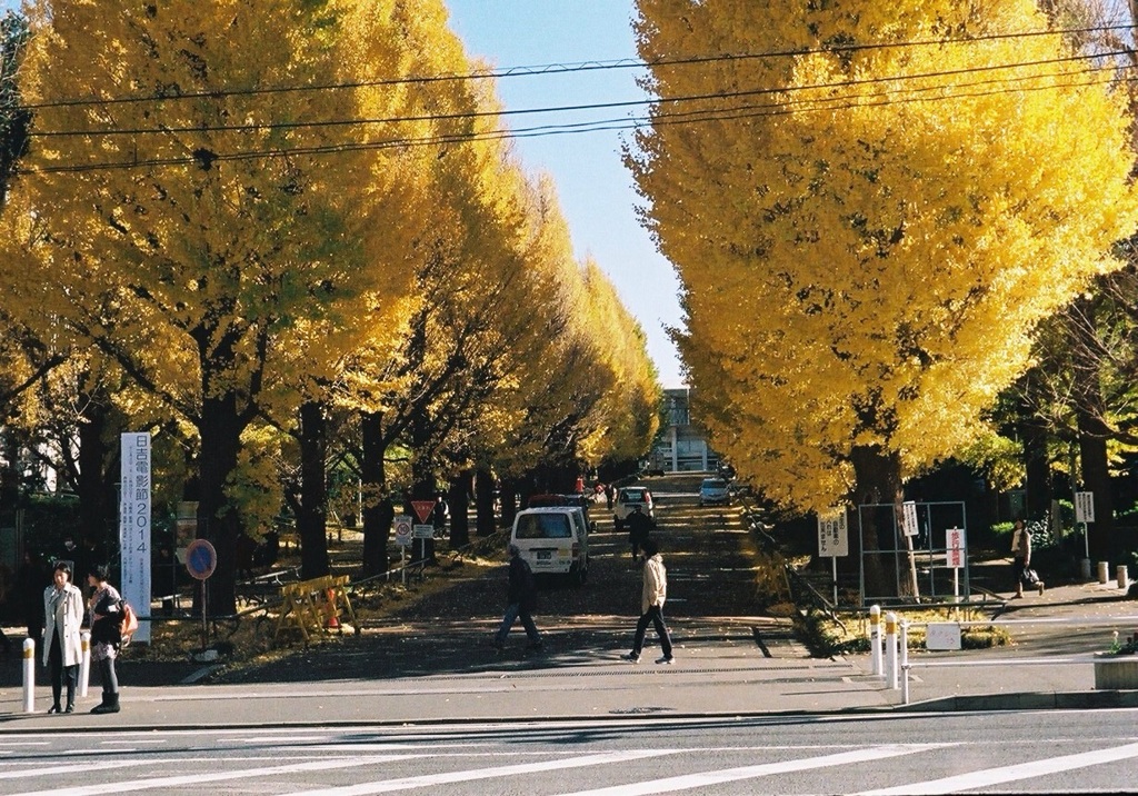 慶應のイチョウ