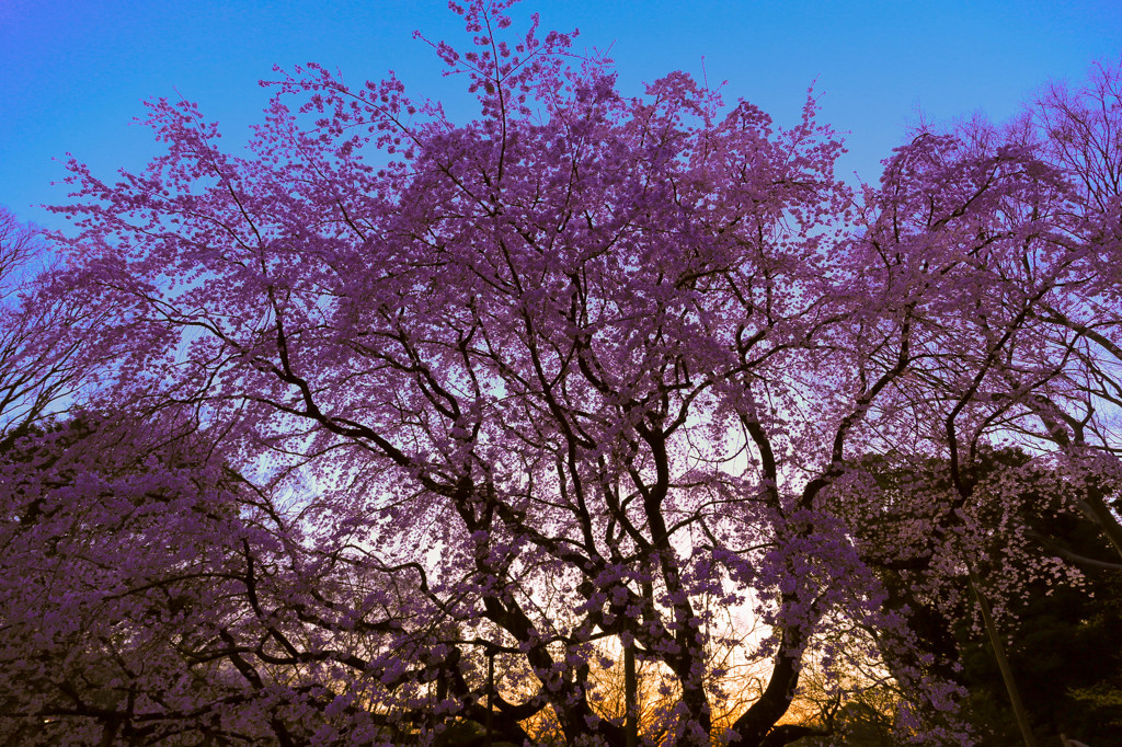 枝垂れ桜