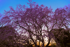 枝垂れ桜