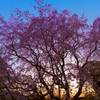 枝垂れ桜