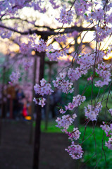 夕焼けの桜