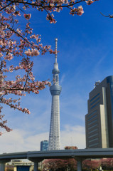 スカイツリー