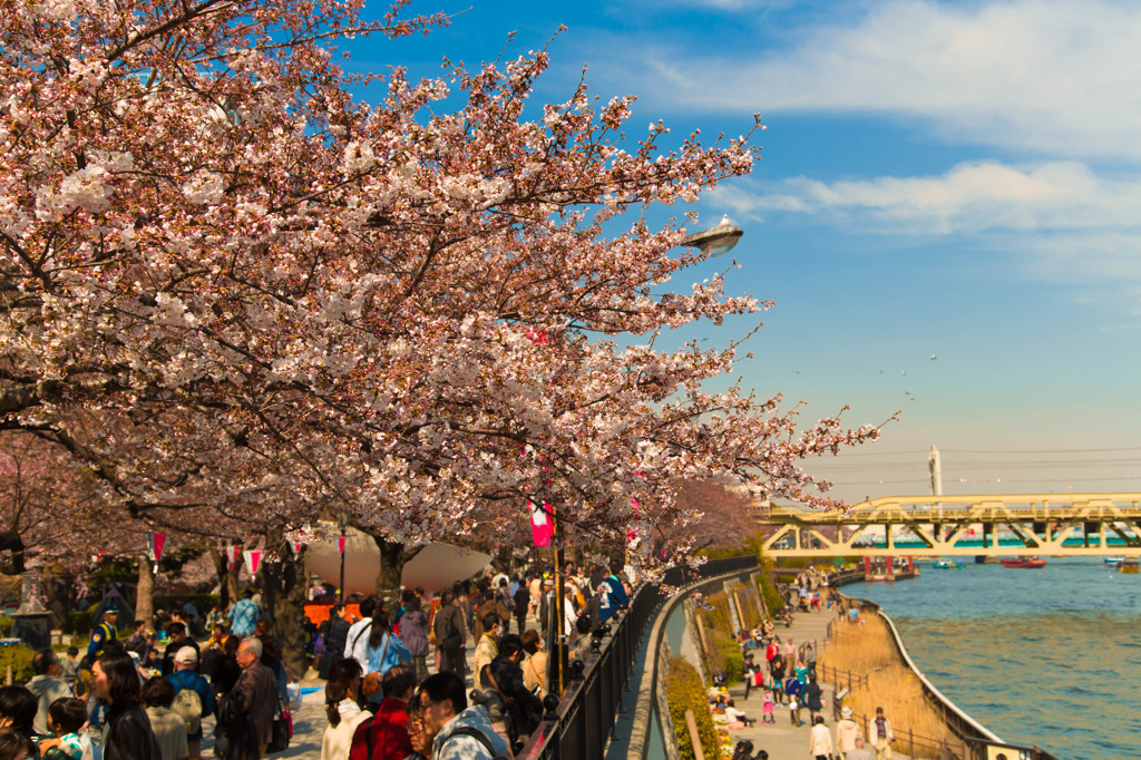 夕焼けの桜
