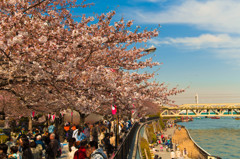 夕焼けの桜