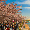 夕焼けの桜