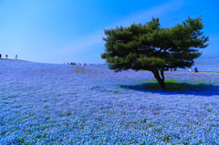 一本の木
