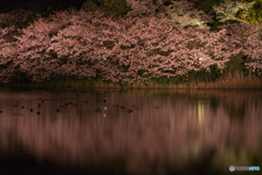 桜鏡