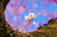 子桜