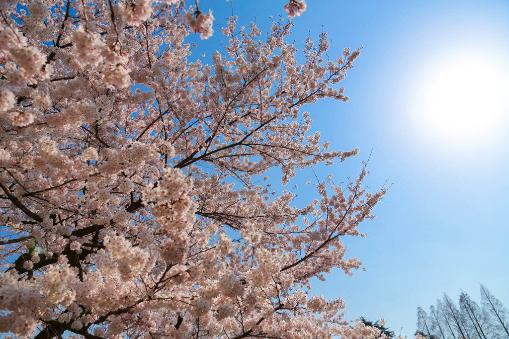 桜日和