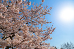 桜日和