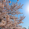 桜日和