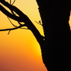 春の夕暮れ