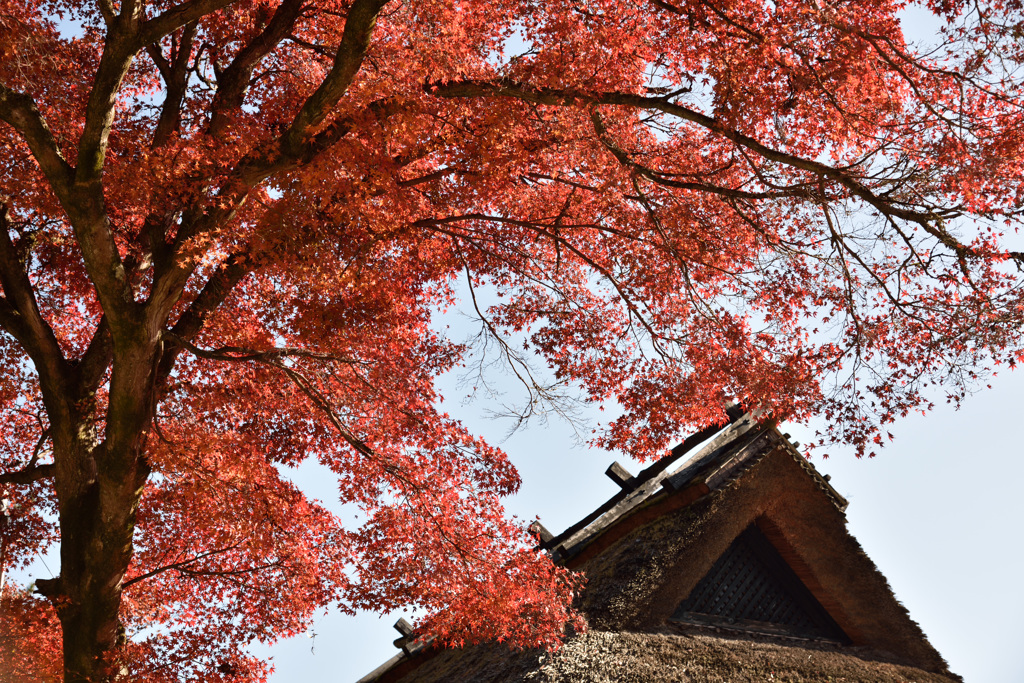 香嵐渓古民家と紅葉