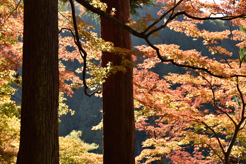 香嵐渓檜紅葉之図