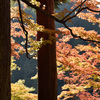 香嵐渓檜紅葉之図