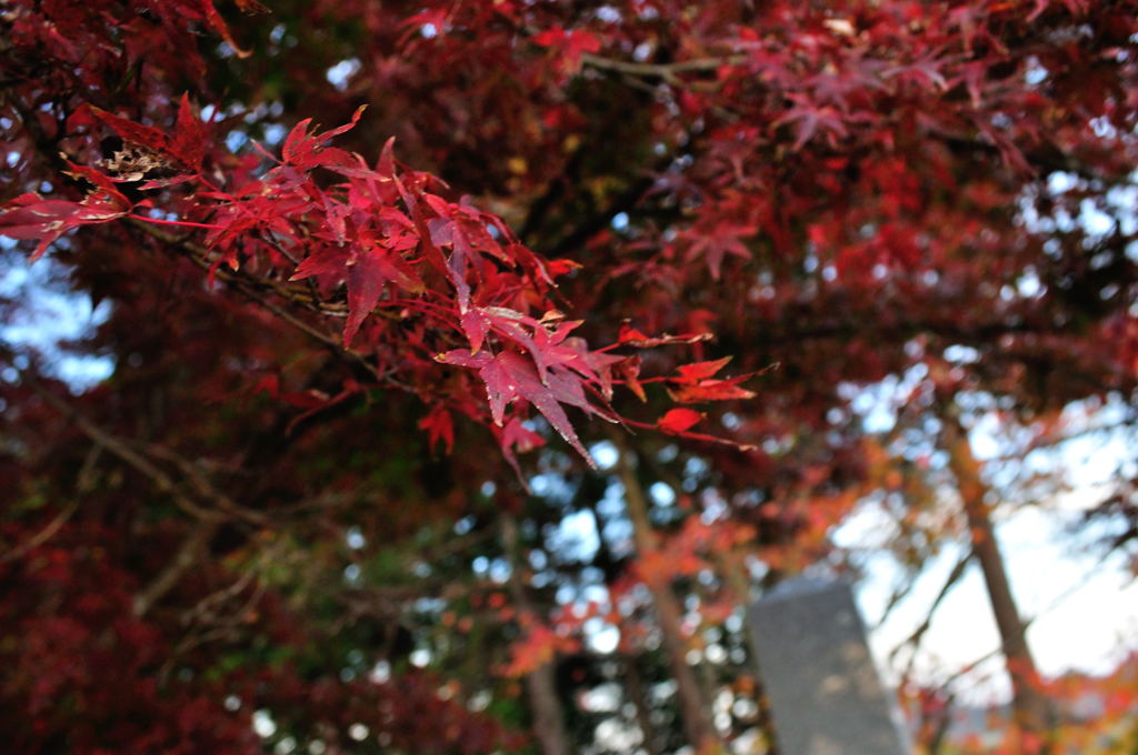 神社のもみじ