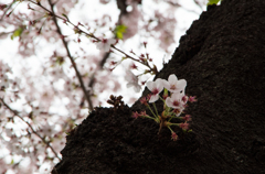 木桜