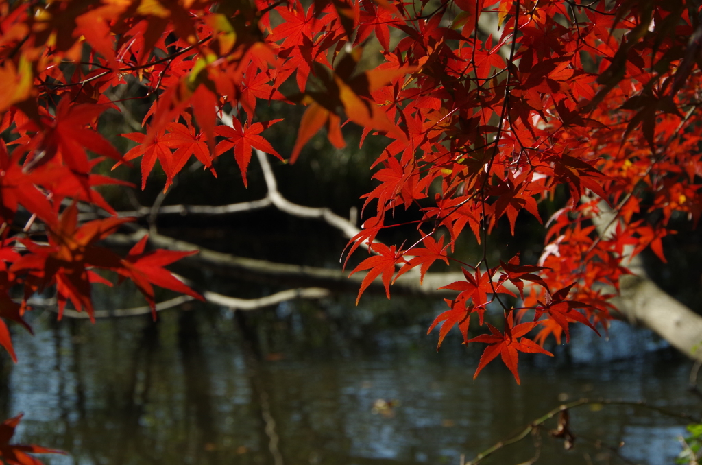 石神井公園　秋