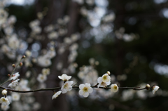 石神井公園　梅