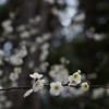 石神井公園　梅