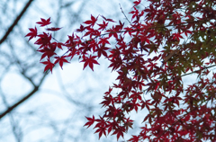 石神井公園