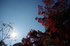 石神井公園　秋