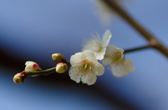 石神井公園　梅